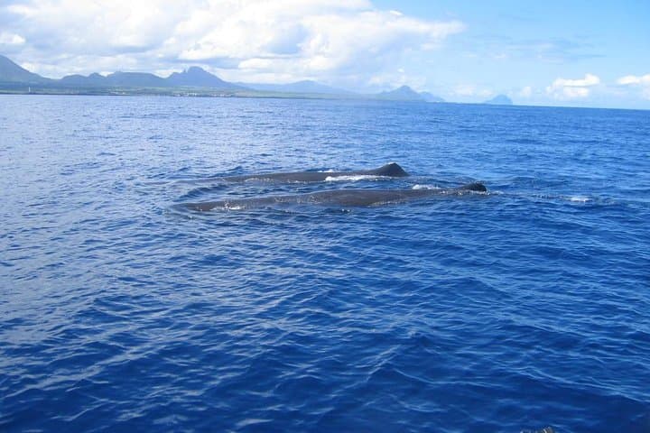 Exclusive Whale-Watching Speedboat Tour on Mauritius' West Coast photo 2