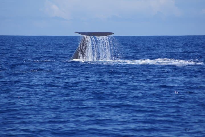 Exclusive Whale-Watching Speedboat Tour on Mauritius' West Coast