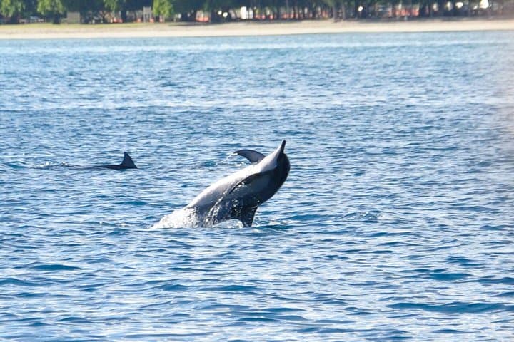 Dolphin Encounters and Whale Watching Tour from Black River, Mauritius