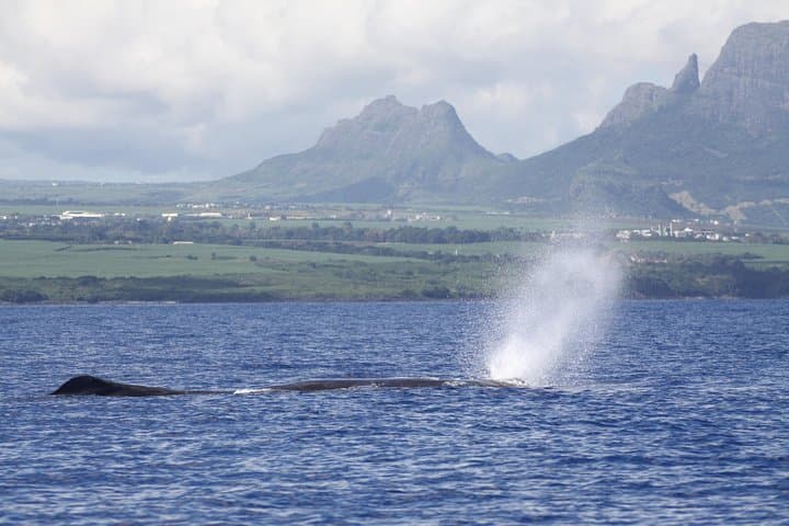 Private Dolphin and Whale Watching Boat Tour from Mauritius — Swim with Wild Dolphins photo 2