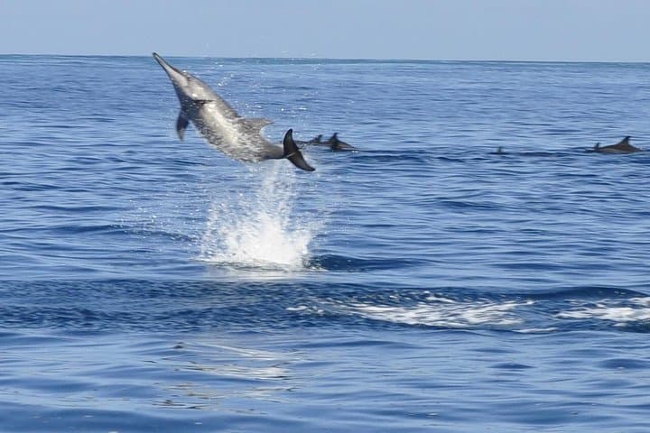 Private Dolphin and Whale Watching Boat Tour from Mauritius — Swim with Wild Dolphins