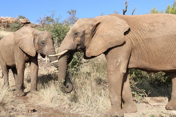 Elephant Experience and Lesedi Cultural Village Tour from Johannesburg photo 1