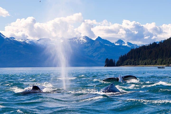 Juneau Whale Watching Adventure: Humpbacks in Auke Bay with Mendenhall Views photo 4