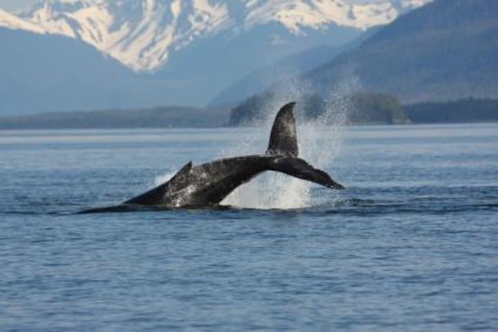 Juneau Whale Watching Adventure: Humpbacks in Auke Bay with Mendenhall Views photo 1