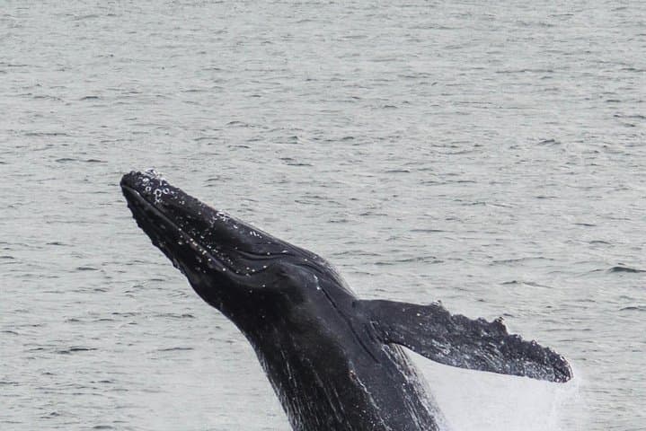 Iceland Super Saver: Northern Lights & Whale-Watching Cruise from Reykjavik photo 3