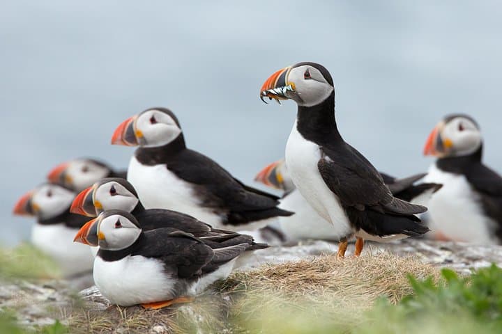 Puffin Cruise from Reykjavik: Akurey Island Wildlife Sightseeing photo 1
