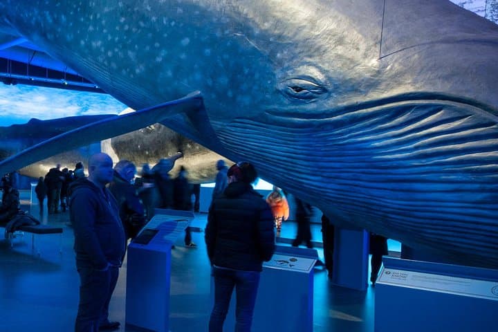 Explore Iceland's Majestic Whales: From Land to Sea photo 2