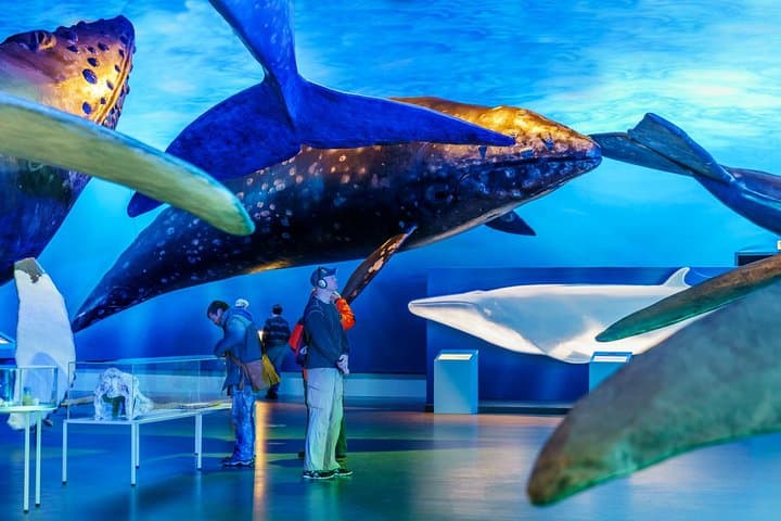 Explore Iceland's Majestic Whales: From Land to Sea photo 3