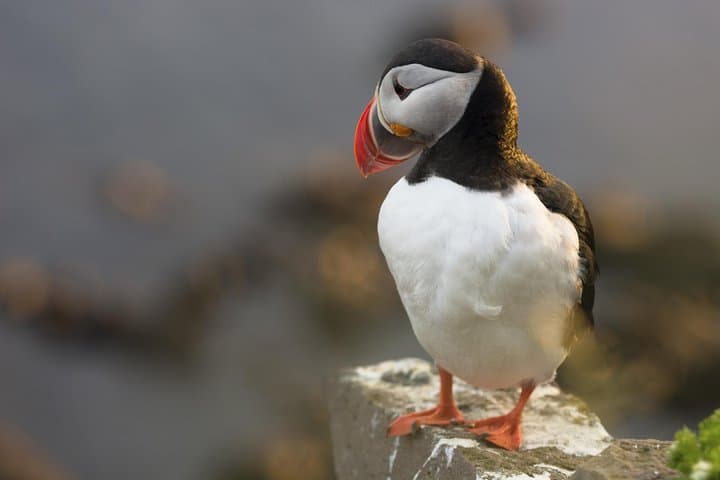 Reykjavik Puffin Cruise & Whale-Watching Super Saver: Puffins, Whales and Faxaflói Bay photo 2