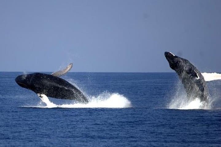 Whale Watching from Newport Beach: A Close Encounter with California’s Marine Giants photo 5