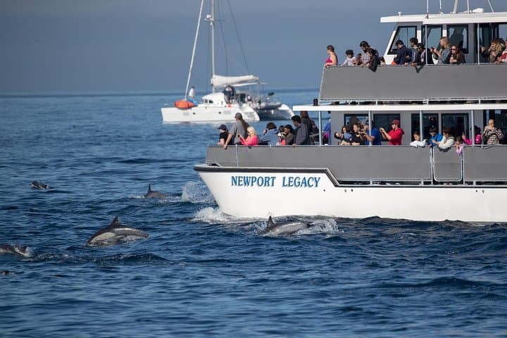 Whale Watching from Newport Beach: A Close Encounter with California’s Marine Giants photo 4