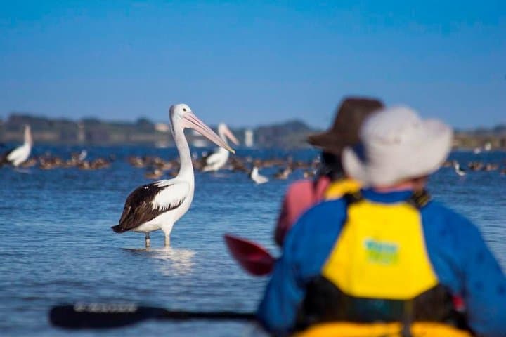Full-Day Kayak Through the Coorong: Murray Mouth Eco Tour photo 5