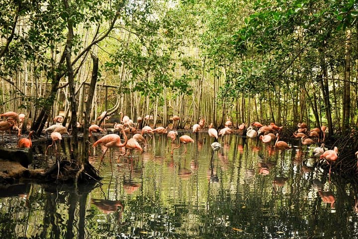 Private National Aviary Tour from Cartagena — Up-Close Bird Encounters in Colombia