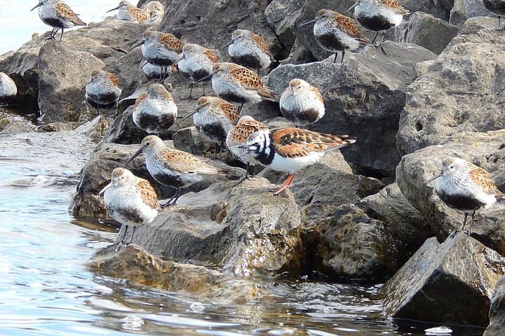 Paddle the Niagara River: Guided Kayak Tour from Grand Island to Strawberry Island photo 2