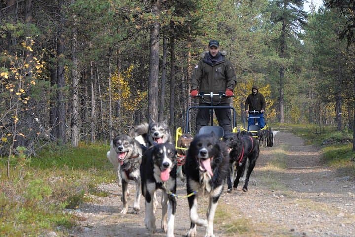 Autumn Husky Sit-and-Drive Cart Tour in Kiruna