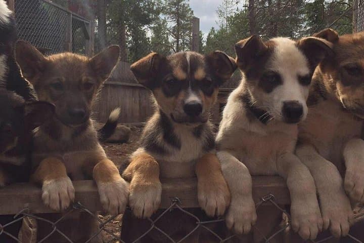 Autumn Husky Sit-and-Drive Cart Tour in Kiruna photo 2