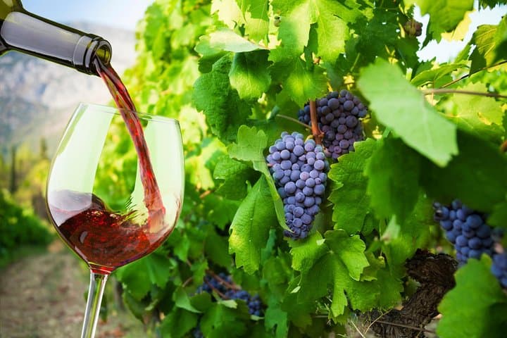 Private Ston & Peljesac Peninsula Wine Tasting Day Trip from Dubrovnik