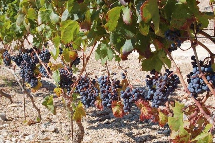 Peljesac Peninsula Day Trip from Dubrovnik — Wine Tasting & Ston Wall Tour photo 2