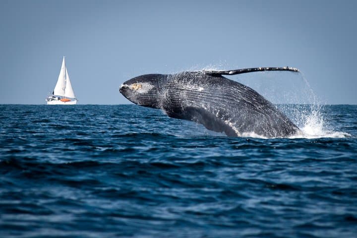 Whale Watching & Samana Eco-Tour: Humpbacks, Cayo Levantado and Limón Waterfall