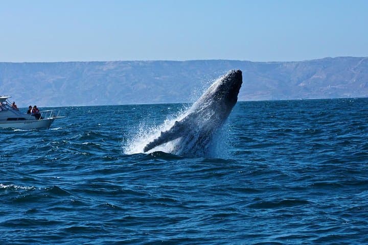 Whale Watching & Samana Eco-Tour: Humpbacks, Cayo Levantado and Limón Waterfall photo 2