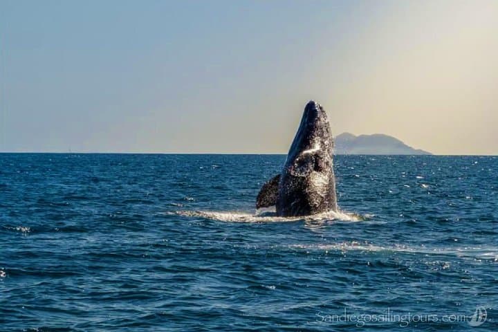 San Diego Half-Day Marine Wildlife Sailing Tour with Lunch