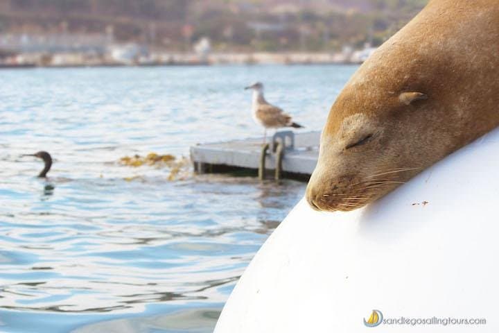 San Diego Half-Day Marine Wildlife Sailing Tour with Lunch photo 2