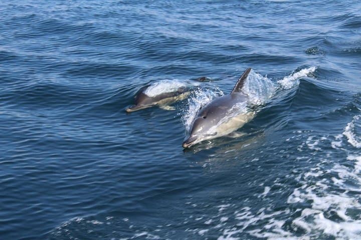 High-Seas Dolphin Quest: 90-Minute RIB Trip from Lagos Marina photo 6