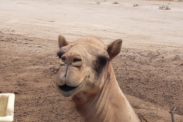 Private Manama Sightseeing Tour — Bahrain Culture, Souks & Shorelines photo 3