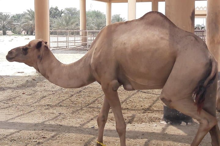 Private Bahrain Sightseeing Tour: Manama, Dilmun Burial Mounds & Cultural Highlights photo 2
