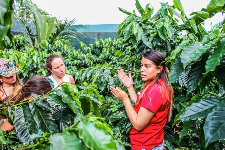 Bean-to-Bar Coffee and Chocolate Tour in La Fortuna photo 3