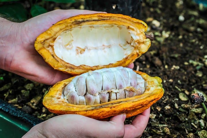 Bean-to-Bar Coffee and Chocolate Tour in La Fortuna photo 2