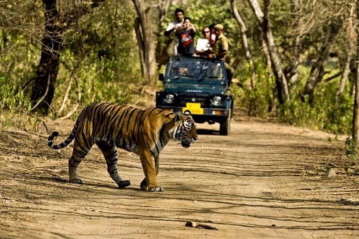 Ranthambhore & Golden Triangle: 5-Day Private Tiger Safari with Taj Mahal Sunrise