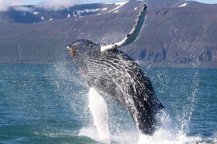 Speedboat Whale Watching in Reykjavik: Small-Group RIB Tours in Faxaflói Bay photo 6