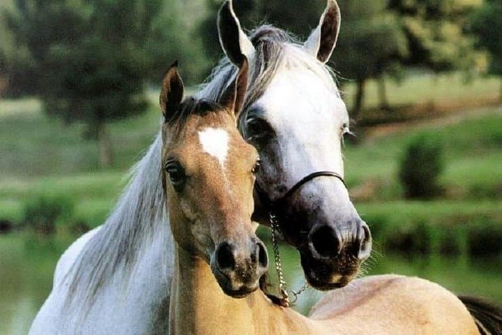 90-Minute Small-Group Horseback Ride Through the Tuscan Countryside near Lucca photo 1