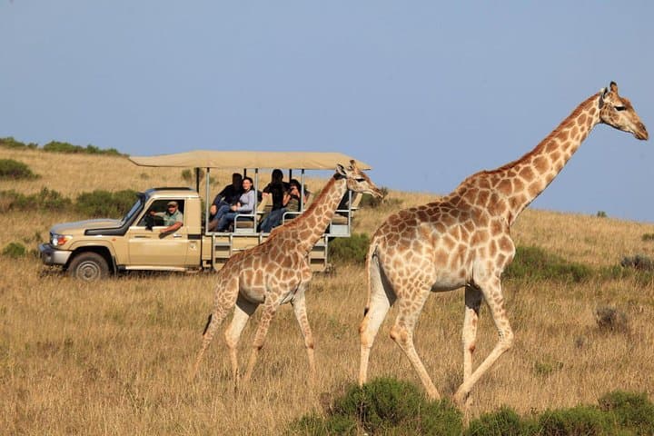 3-Day Garden Route Highlights and Safari from Cape Town