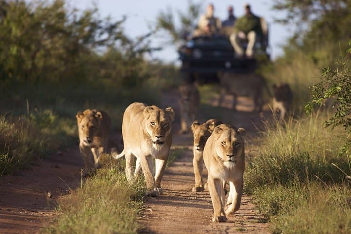 4-Day Kapama Safari & Panorama Route: Private Greater Kruger Game Lodge Experience photo 4