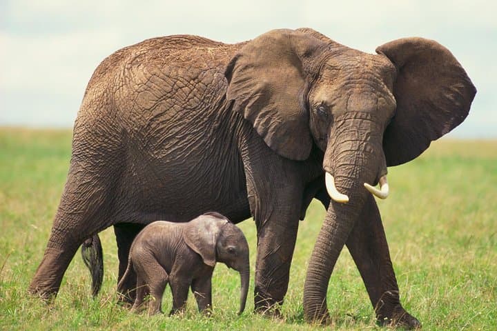 2-Day Western Cape Private Safari — Oudtshoorn & Garden Route Big Five Experience photo 6