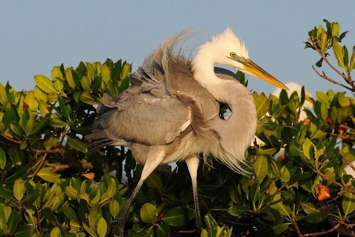 Small-Group Everglades Expedition: Boat & Barrier-Island Walk in the Ten Thousand Islands photo 2