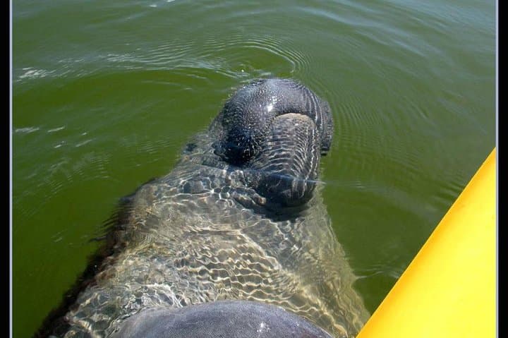 Boat-Assisted Kayak & Beach Walk: Everglades Eco Tour from Everglades City photo 4