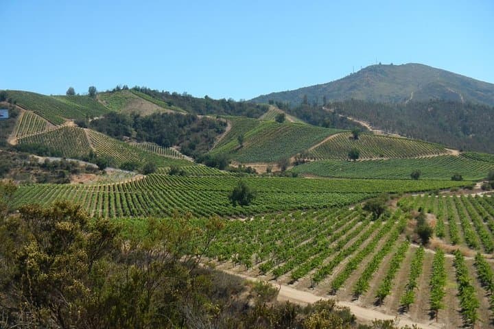 Private Wine Tour from Valparaíso to Casablanca Valley photo 2