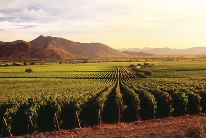 Valle de Guadalupe Wine Tour: Entre Santos & El Cielo with Lunch (Ensenada Shore Excursion)