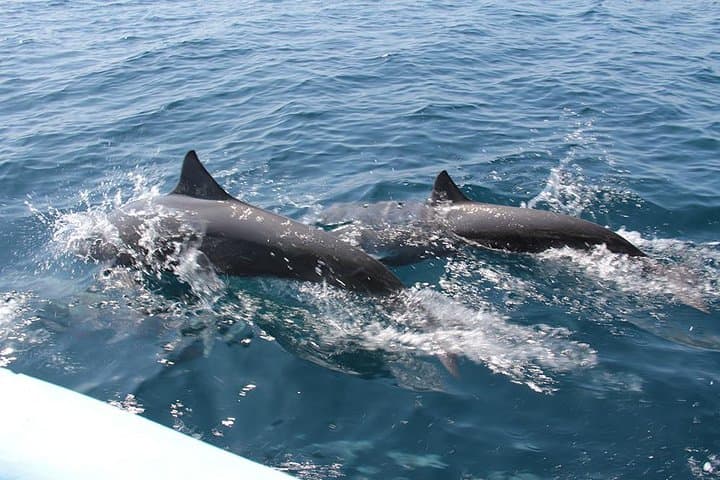 Huatulco Seven Bays Private Boat Tour — Shore Excursion Guide