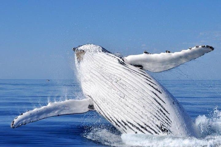 Augusta Whale Watching: Close Encounters with Humpbacks from Tradewind 3