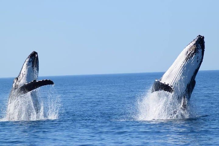 Augusta Whale Watching: Close Encounters with Humpbacks from Tradewind 3 photo 2
