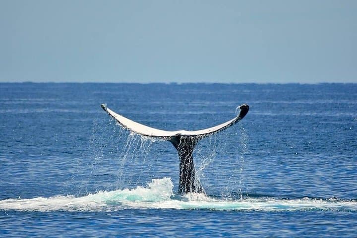 Busselton Whale Watching Cruise — Humpbacks & Blue Whales in Geographe Bay photo 2