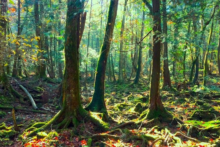 Explore Mt. Fuji Ice Cave in Aokigahara Forest: Guided Spelunking Near Lake Kawaguchiko photo 2