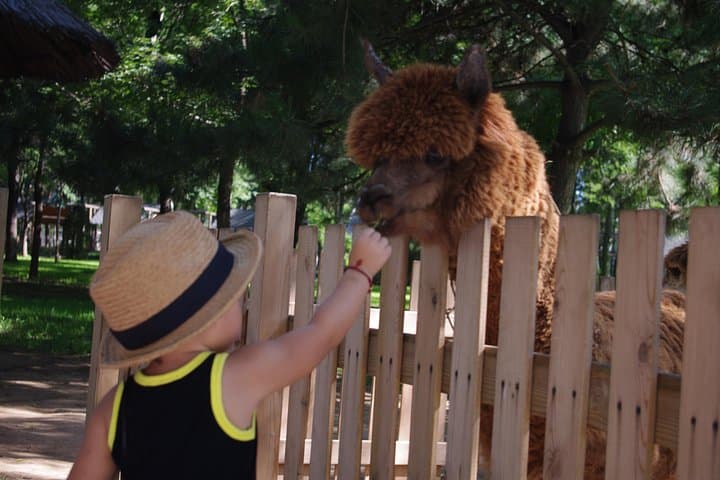 Private Full-Day Safari at Beijing Wildlife Park: Cage-Truck & Self-Drive Experience photo 2