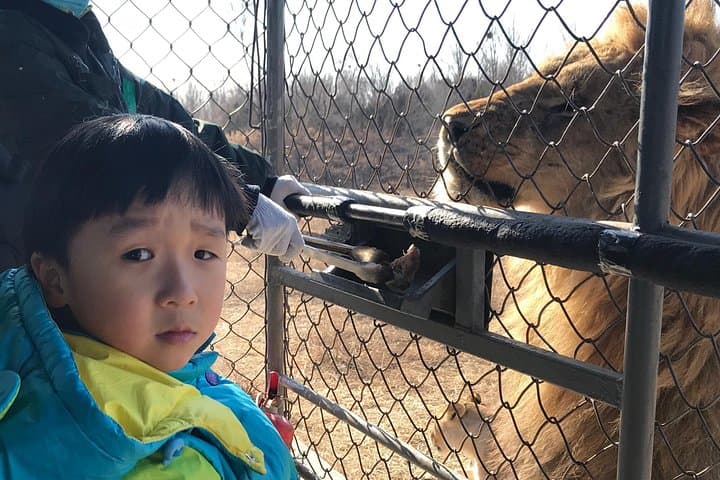 Private Full-Day Safari at Beijing Wildlife Park: Cage-Truck & Self-Drive Experience