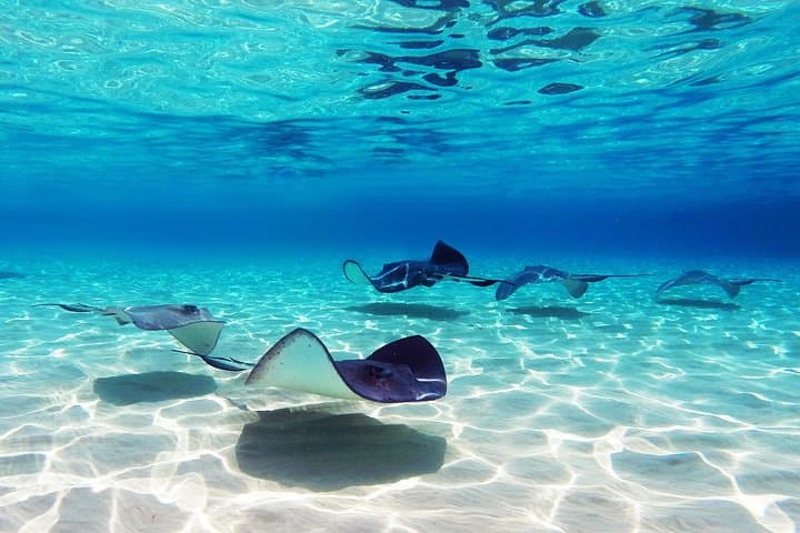 Punta Cana Snorkeling with Nurse Sharks & Stingrays — Small-Group Boat Tour