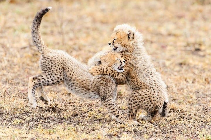 De Wildt Endangered Wildlife Centre — Anne van Dyk Cheetah Day Tour Near Pretoria